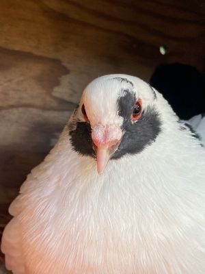 Bailey w/Hamish Pigeon Bird