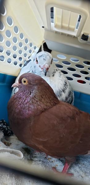 Update 9822 In an unusual move for pigeons if not people Chocolate divorced Horace The couple 