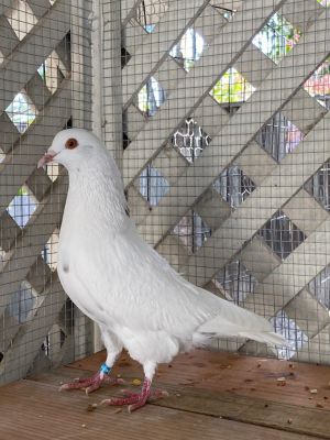 Super smart Sam I Am self-rescued by landing on top of an aviary already full of rescued domestic pi