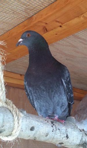 Dove for adoption - Batman w/ 8Ball, a Pigeon in San Francisco, CA |  Petfinder