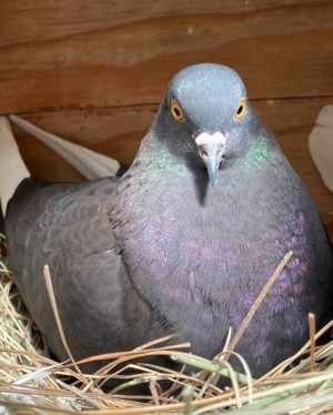 Sprocket w/Abby Pigeon Bird