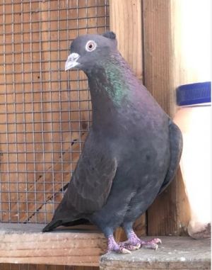 Cornell is a very handsome little Roller pigeon with a spiffy crest  lots of pe
