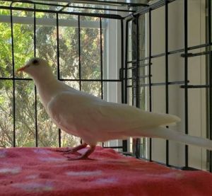 Chicky is a happy flirty white male ringneck dove looking for his forever home in the San Francisc