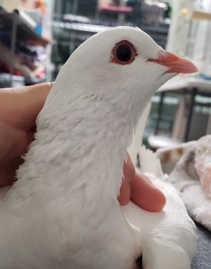Myrta w/ Parsnip Pigeon Bird