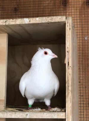 Terrence w/ Dill Pigeon Bird