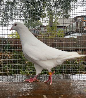 Update 6123 Sweet old King pigeon Zee has been widowed once again His mate Adele passed this spr