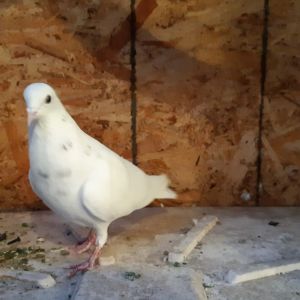 Tiny roller pigeon Phil had to come into Palomacys care when his owner could no longer keep him He