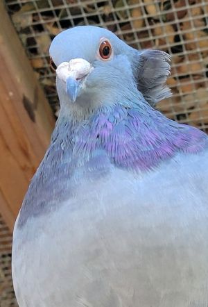 Horace is kind of a miracle pigeon He was badly hurt but lucky to be taken in b