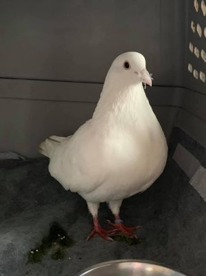 Jonesey is a big beautiful King pigeon who was found wandering stray in an apartment complex in El 