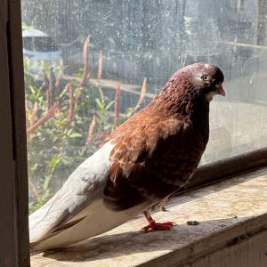 Vernon w/Reggie Pigeon Bird