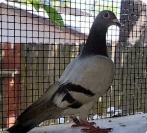 Cascade is a beautiful survivor of the cruel sport of pigeon racing She was b