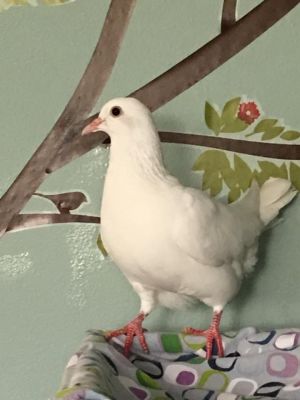 Dumpling is a shy and spooky pigeon originally adopted in 2016 by April to be a companion to her cle