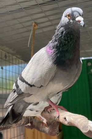 Update 7522 Pattwo has wooed and married Violet Theyre both doing great in their foster aviary 
