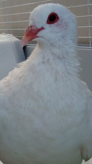 King pigeon Penelope was found badly injured and brought to Oakland Animal Services Palomacy helped