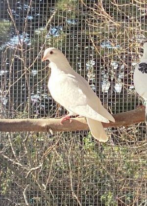 Swan is a pretty little girl pigeon that is half Homer and half German Owl and predominantly snow wh