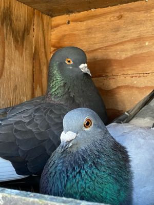 Abby w/Sprocket Pigeon Bird