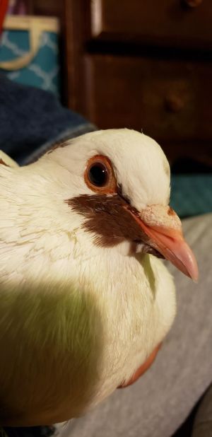 Aurora Rory is a young king pigeon white with brown markings who found in a local backyard star