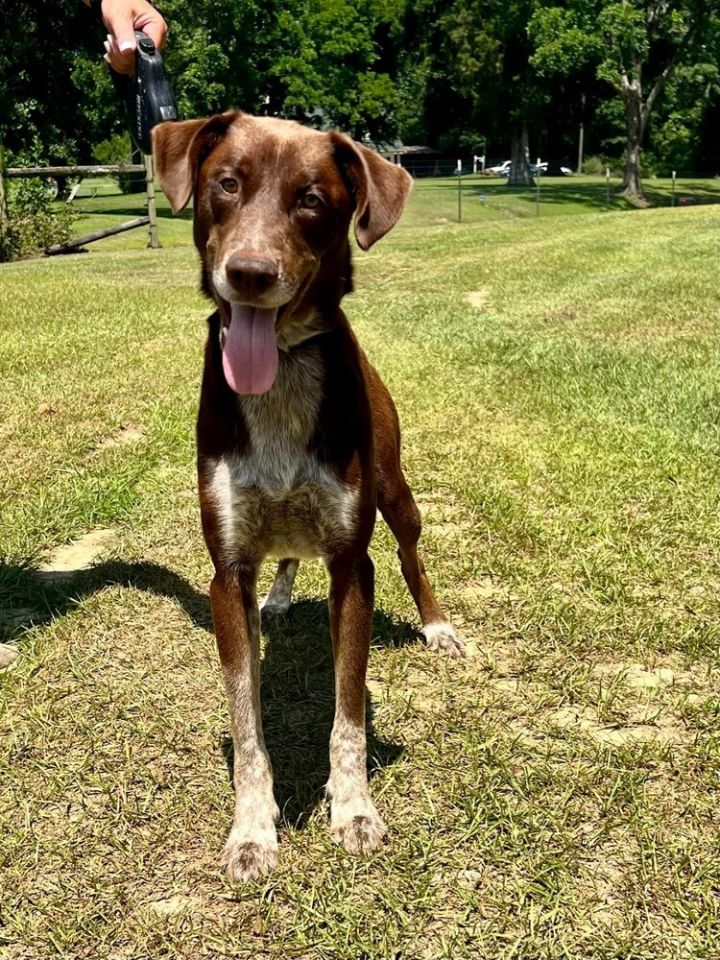 Charlie, an adoptable Pointer in Troy, AL_image-3