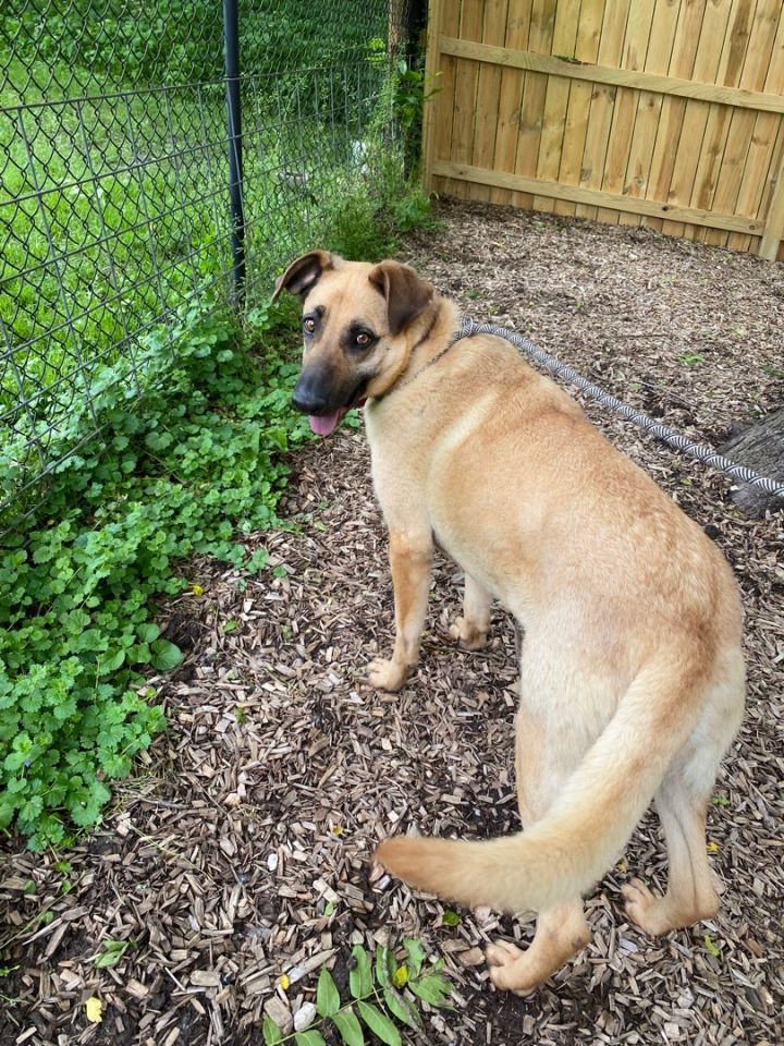 Fire, an adoptable Anatolian Shepherd in Spencer, IN_image-1