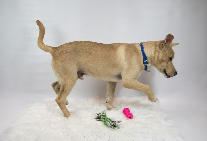 Sal, an adopted Labrador Retriever & Shepherd Mix in Kennesaw, GA_image-6
