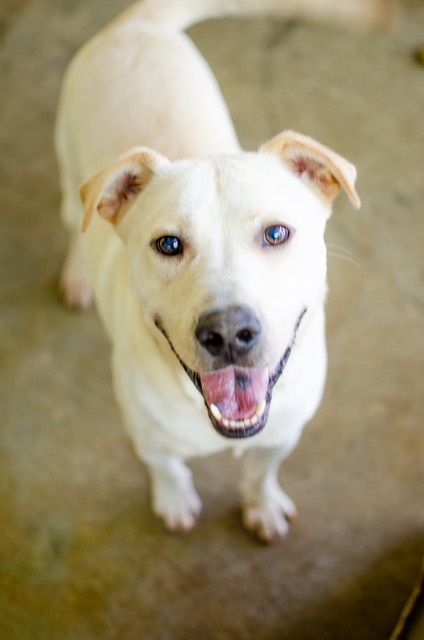 Ripley, an adoptable Labrador Retriever Mix in Spencer, IN_image-3