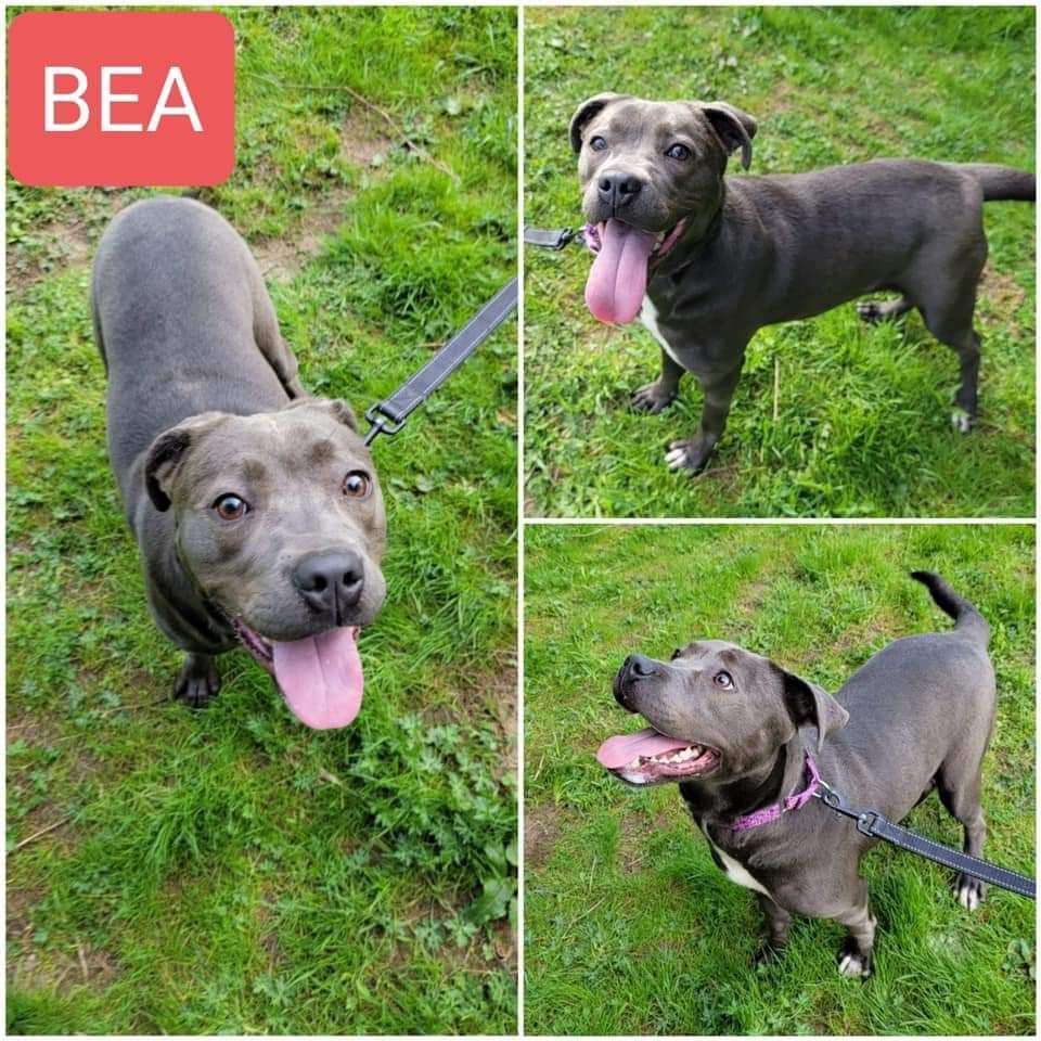 Bea