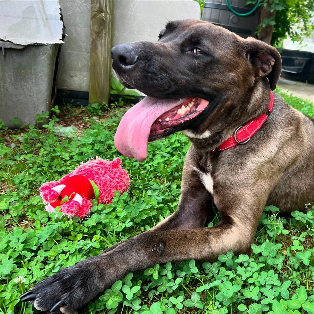 Banks, an adoptable Great Dane in Roxboro, NC, 27573 | Photo Image 1