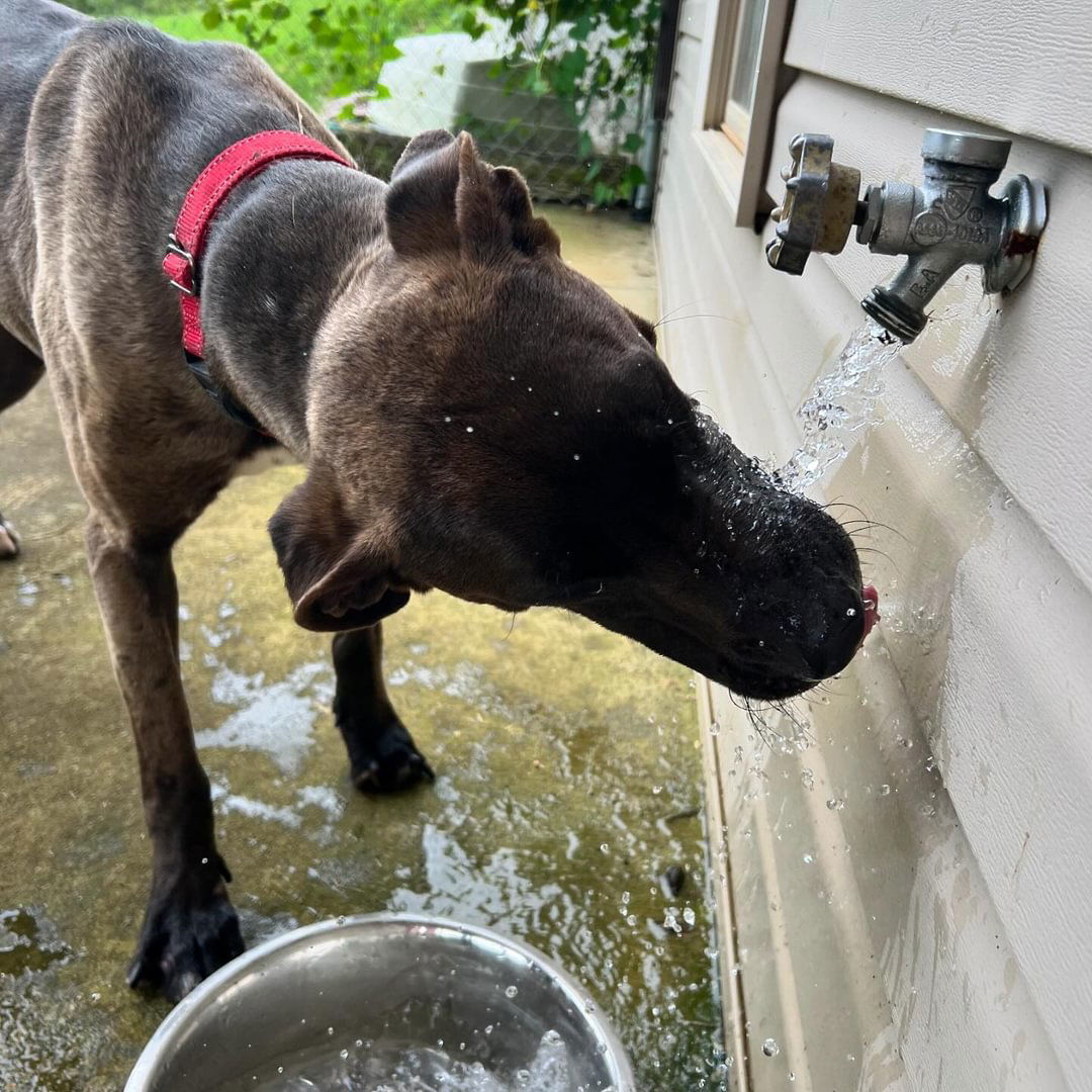 Banks, an adoptable Great Dane in Roxboro, NC, 27573 | Photo Image 2