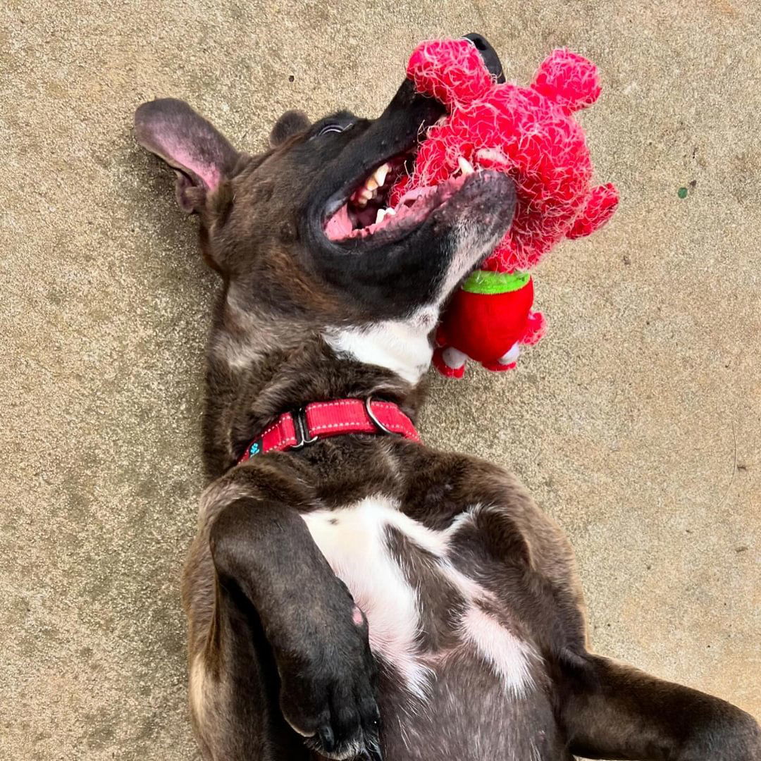 Banks, an adoptable Great Dane in Roxboro, NC, 27573 | Photo Image 3