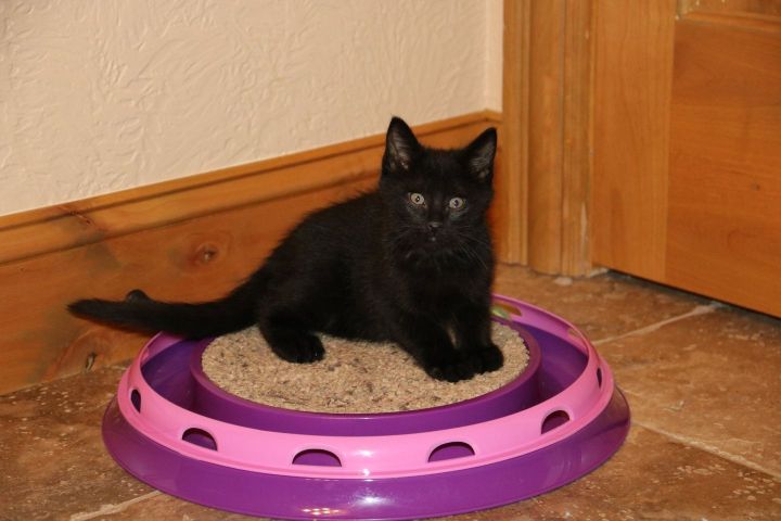 Black Panther, an adoptable Domestic Short Hair Mix in Springfield, MO_image-2