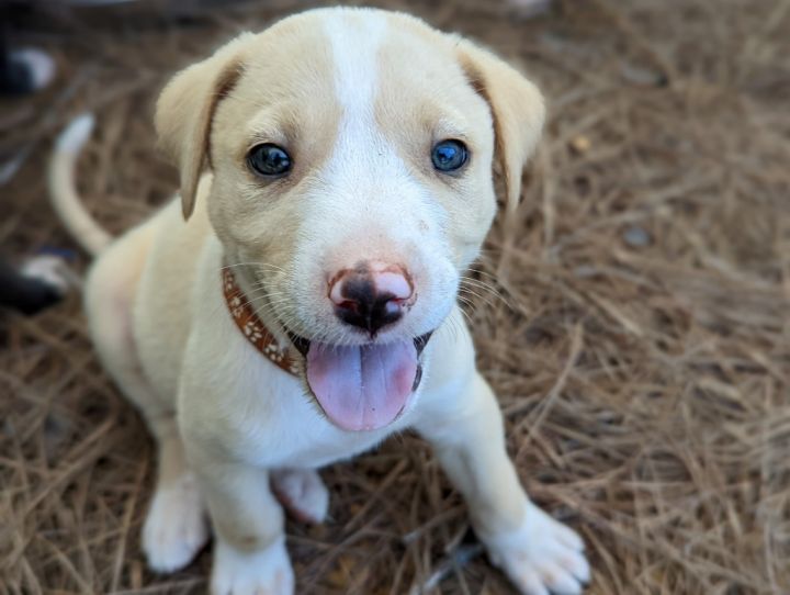Bluebird, an adoptable Hound & Terrier Mix in Macon, GA_image-5