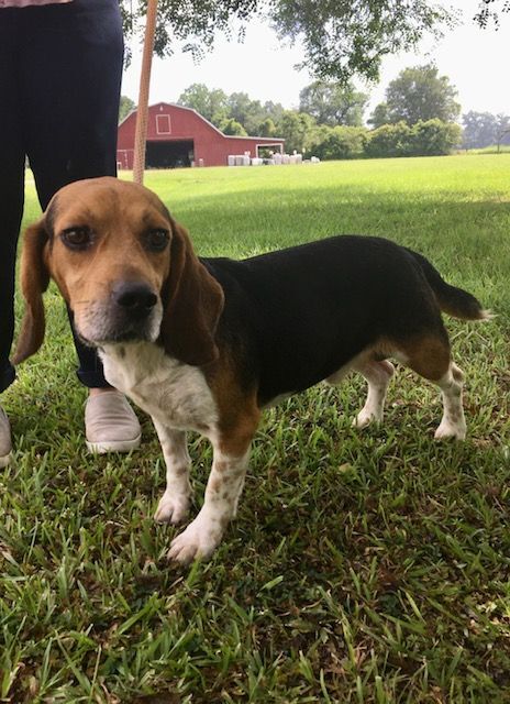 Geppetto, an adoptable Beagle Mix in Carencro, LA_image-2