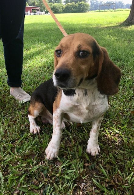 Geppetto, an adoptable Beagle Mix in Carencro, LA_image-4