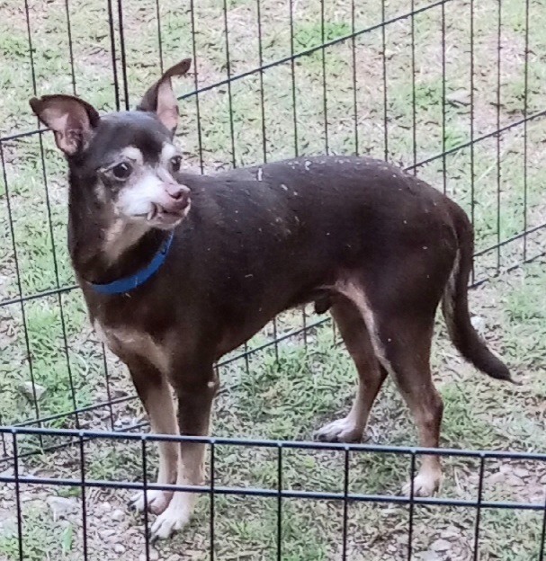 Theo , an adoptable Chihuahua & Miniature Pinscher Mix in Oklahoma City, OK_image-1