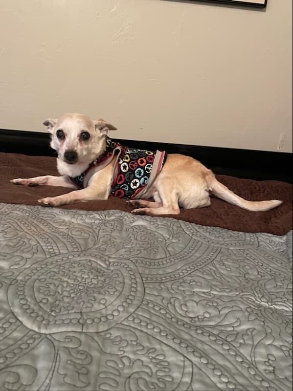 Kaiti, an adoptable Chihuahua Mix in Oklahoma City, OK_image-3