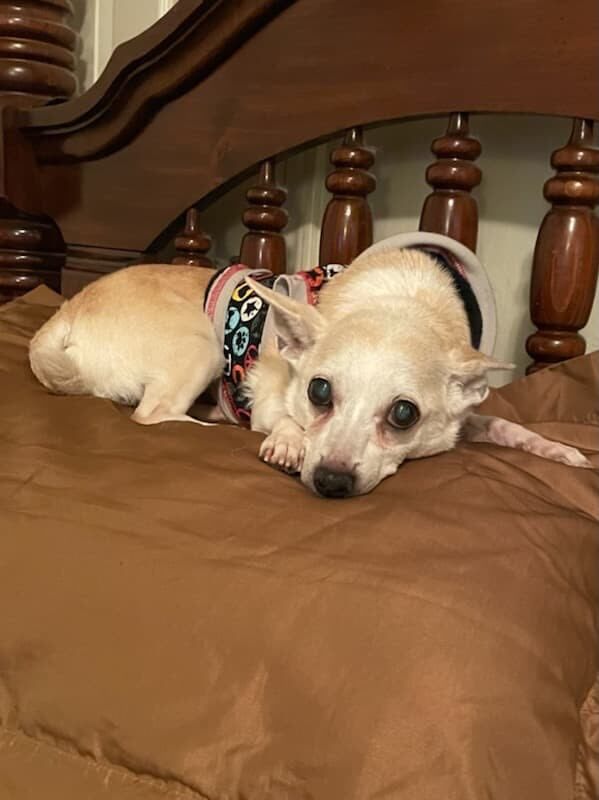 Kaiti, an adoptable Chihuahua Mix in Oklahoma City, OK_image-4