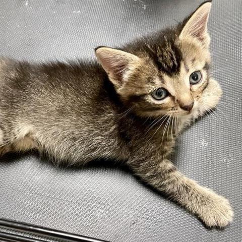 Precious June* A187258, an adoptable Domestic Short Hair in Plano, TX, 75093 | Photo Image 2