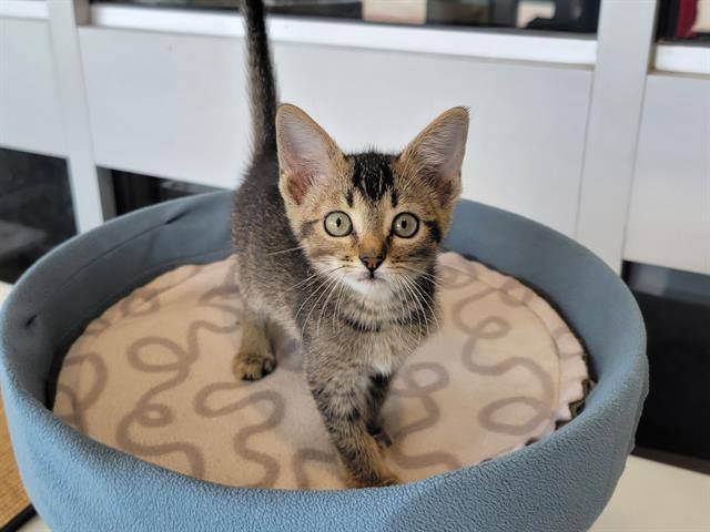 Precious June* A187258, an adoptable Domestic Short Hair in Plano, TX, 75093 | Photo Image 3