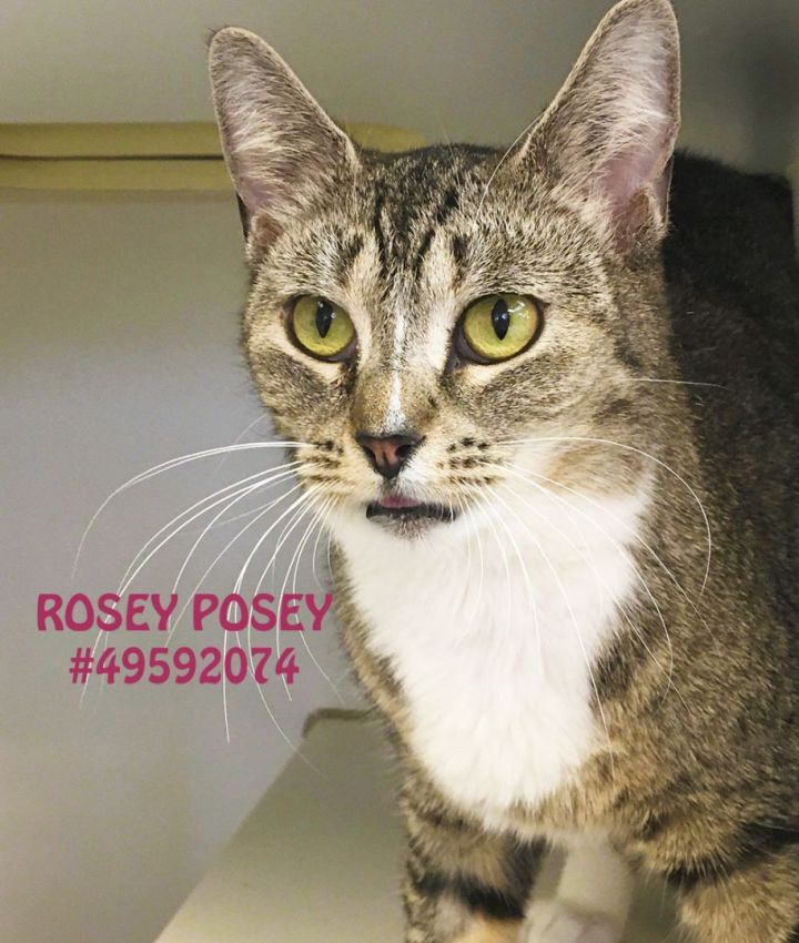 Rosey Posey  1