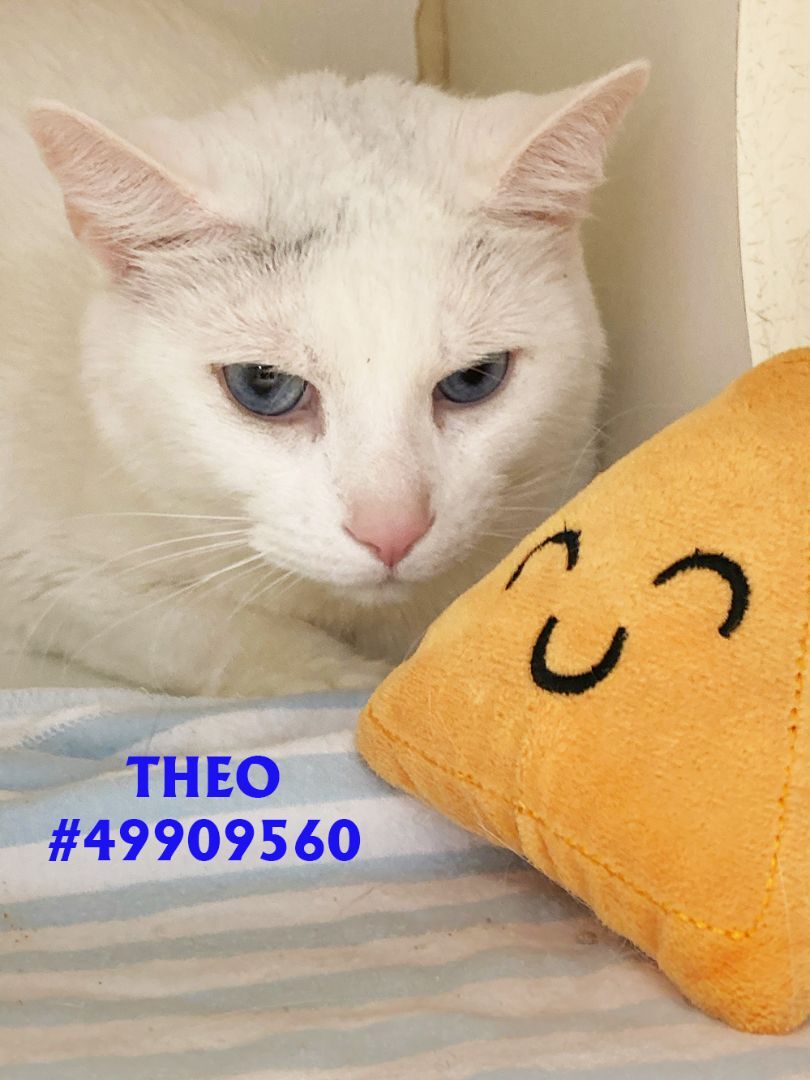 Theo detail page