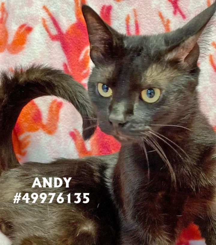 Andy , an adopted Domestic Short Hair in Wilkes Barre, PA_image-1