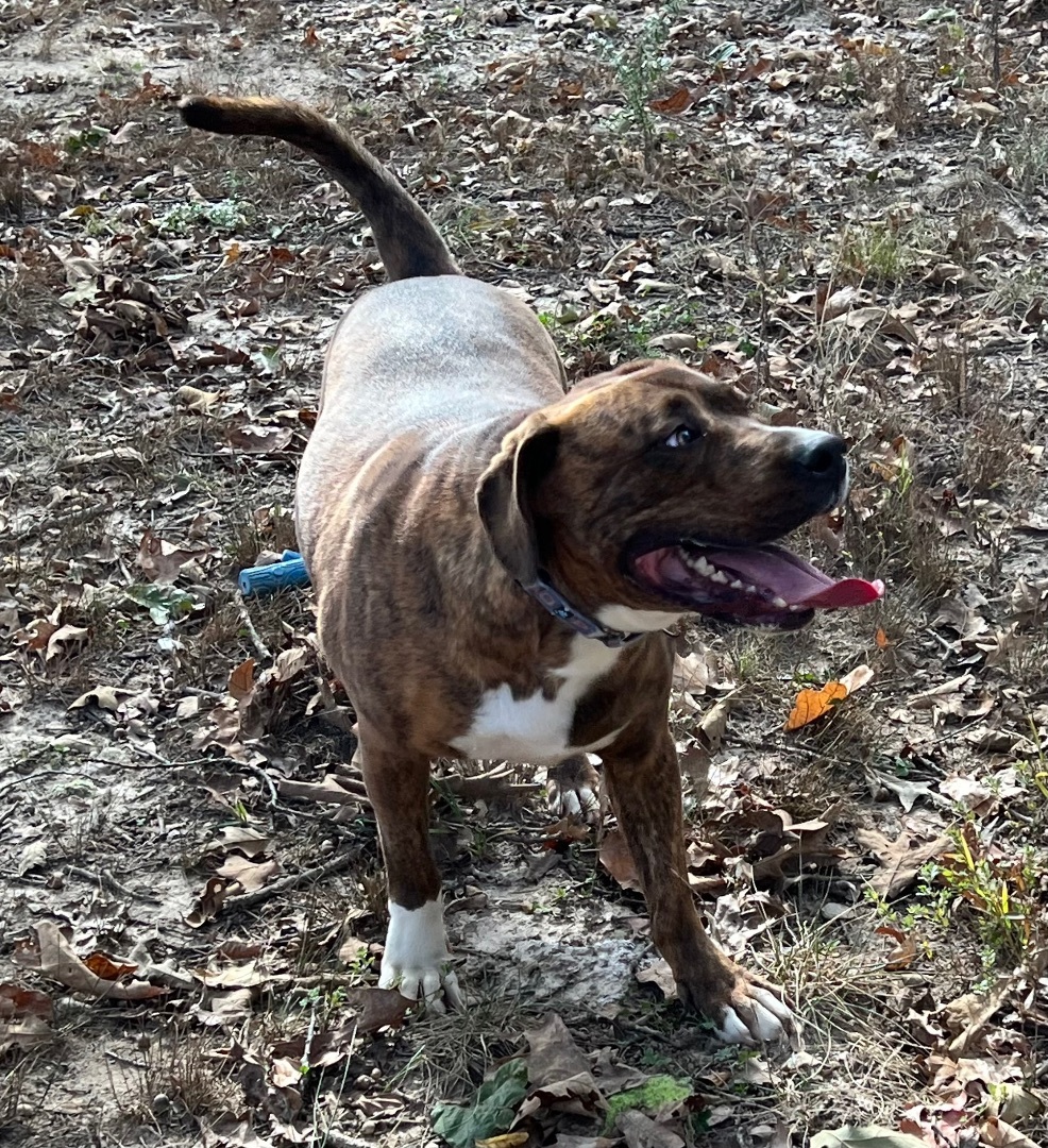 Chase ($50 sponsor toward fee), an adoptable Boxer, Pit Bull Terrier in Mount Juliet, TN, 37122 | Photo Image 4
