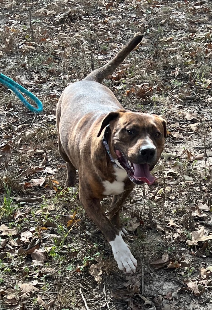 Chase ($50 sponsor toward fee), an adoptable Boxer, Pit Bull Terrier in Mount Juliet, TN, 37122 | Photo Image 1