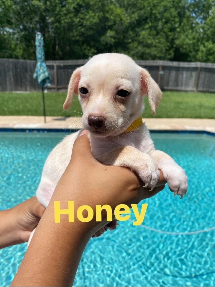 Honey