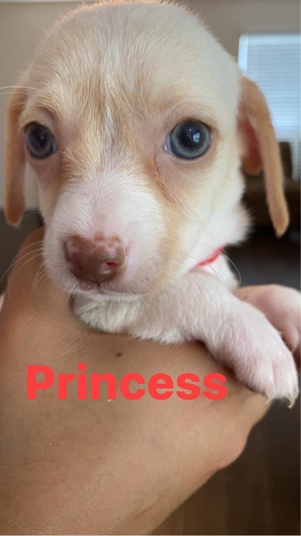 Princess  1