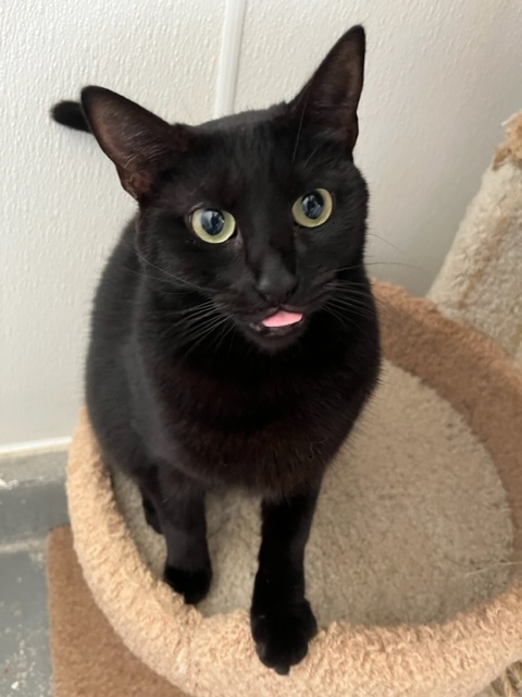 Dracula, an adoptable Domestic Short Hair in Hollister, CA_image-3