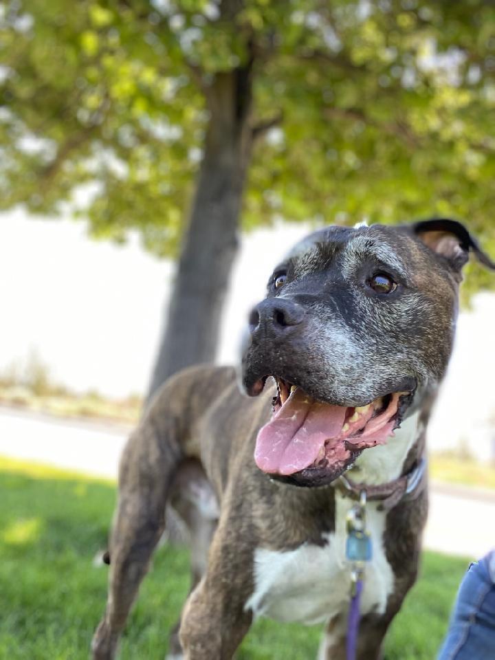 Max, an adoptable Pit Bull Terrier, Mixed Breed in Redmond, OR, 97756 | Photo Image 1
