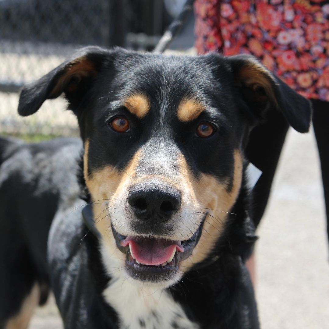 Grizzley, an adoptable Shepherd, Bernese Mountain Dog in Muncie, IN, 47303 | Photo Image 3