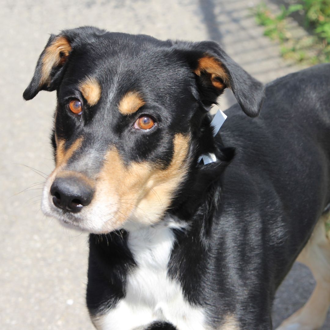 Grizzley, an adoptable Shepherd, Bernese Mountain Dog in Muncie, IN, 47303 | Photo Image 5