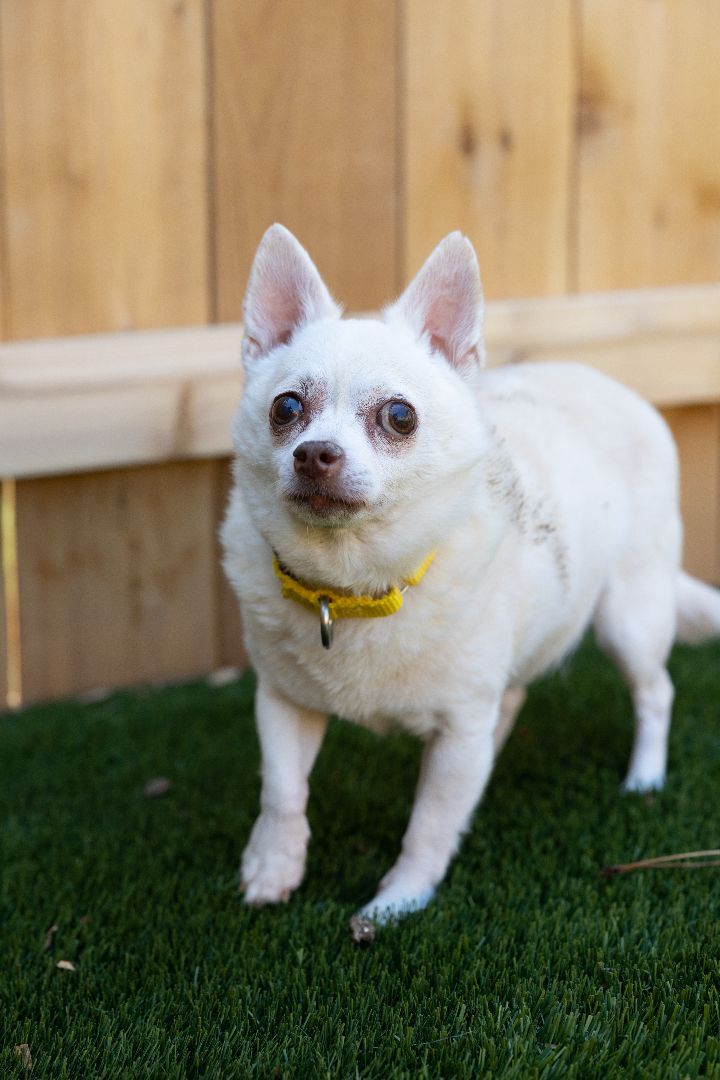 Tanner, an adoptable Chihuahua Mix in Naperville, IL_image-1